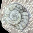 Fossil Goniatite & Orthoceras Display #77217-1